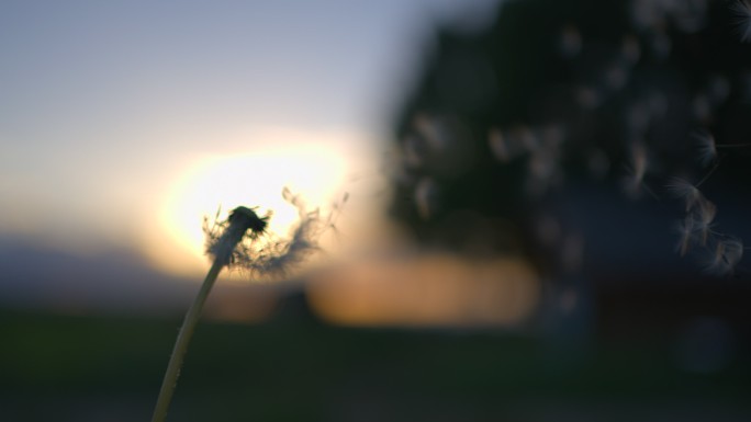 夕阳下蒲公英吹散