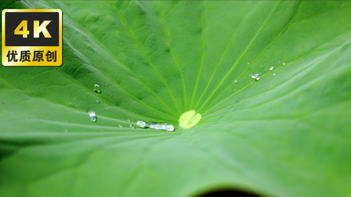 荷叶水珠特写 荷叶滴水水滴落下