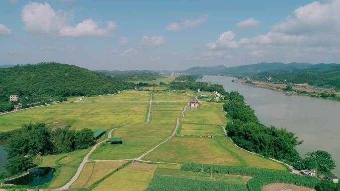 航拍天堂村水稻基地水稻蜡熟期