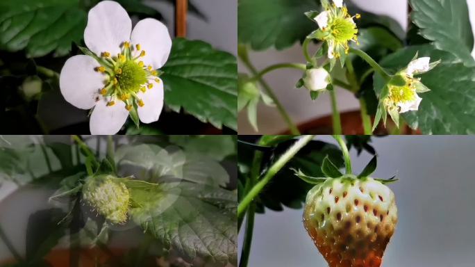 草莓生长开花结果全过程延时摄影