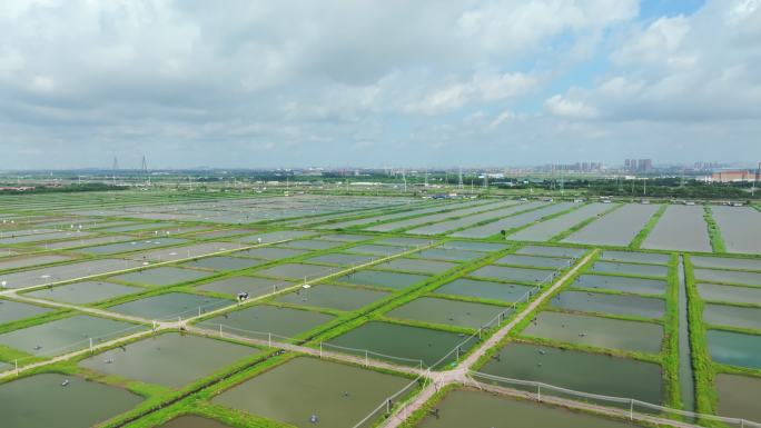 4k广州南沙湿地公园鱼塘航拍