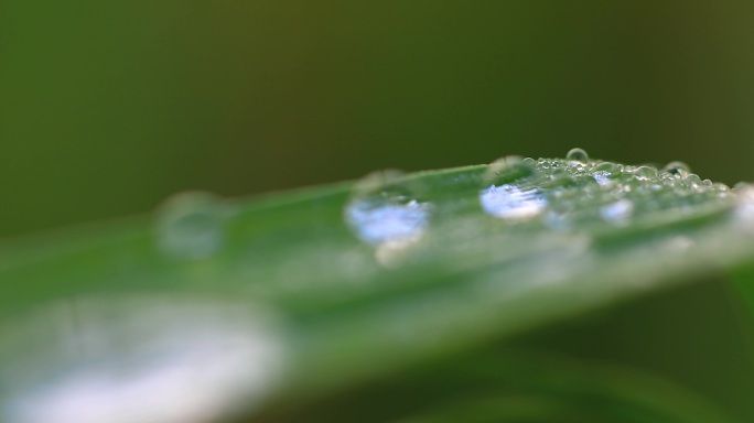 光斑 水滴 露珠 稻苗 稻叶 水珠晨珠