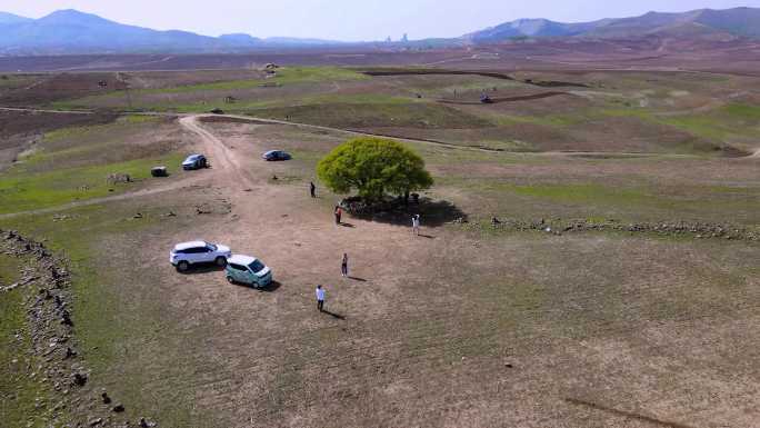 辽宁省辽阳市大疆无人机航拍百年杏树