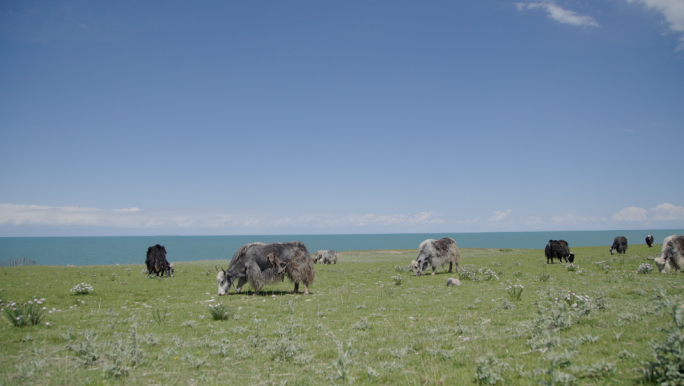 在青海湖边吃草的牦牛