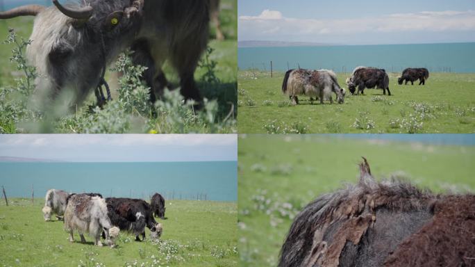 在青海湖边吃草的牦牛