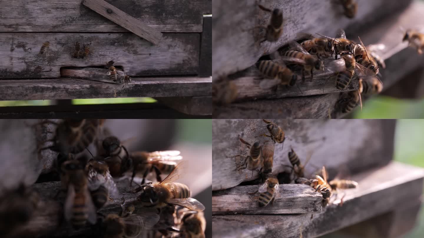 草莓大棚里的蜜蜂