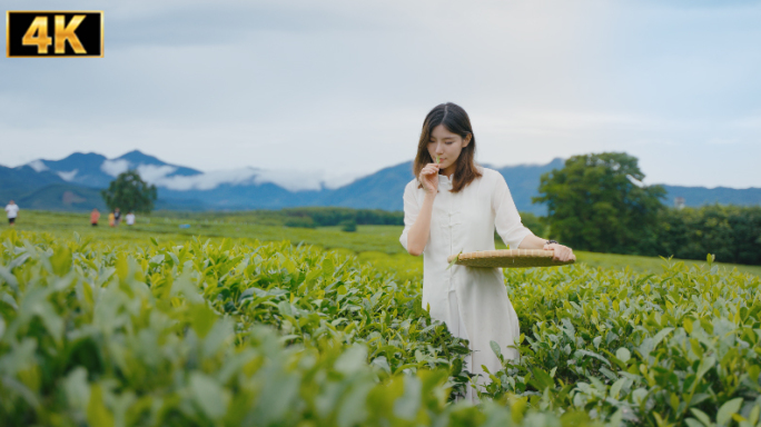 采茶 茶叶 泡茶 美女 茶园 中国风江南