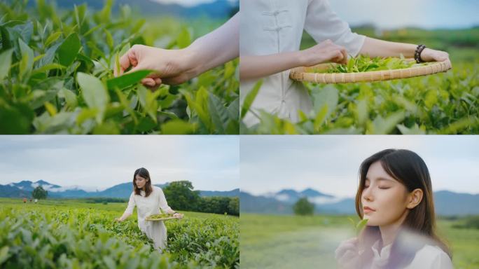 采茶 茶叶 泡茶 美女 茶园 中国风江南