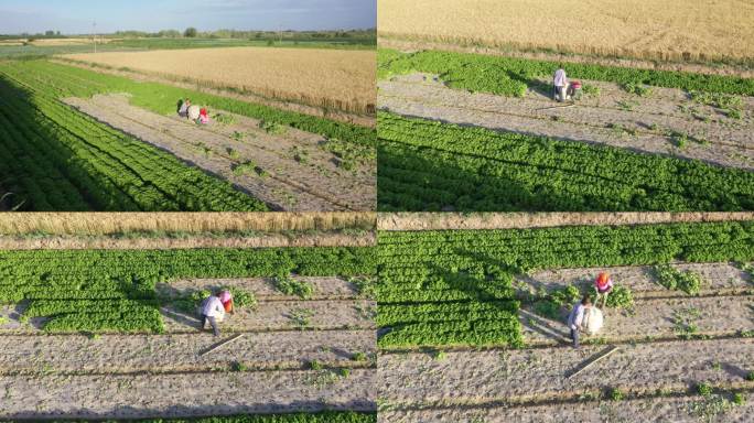 农民夫妇在乡间田里打包蔬菜
