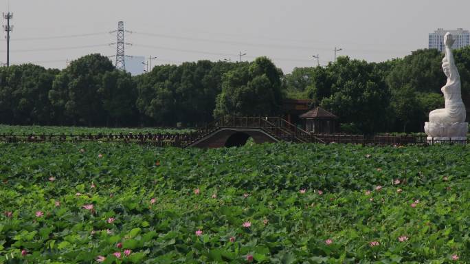 荷塘月色湿地公园风光