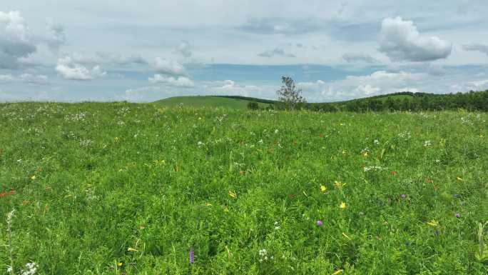 野生中草药材野花野草