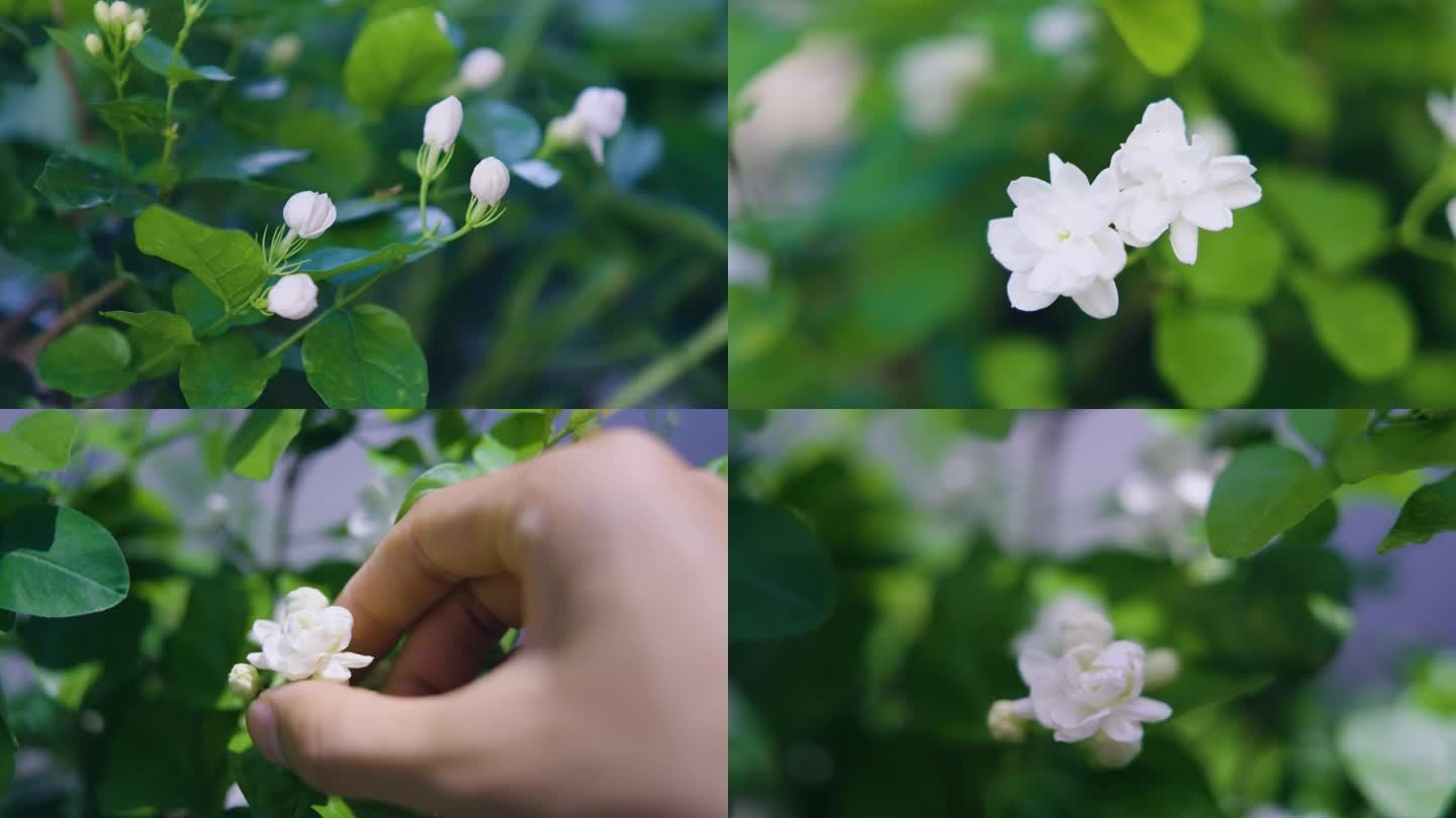 茉莉花花开摇摆 摘花季节