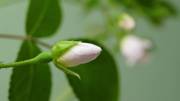 蔷薇 开花 延时 野蔷薇 延时摄影