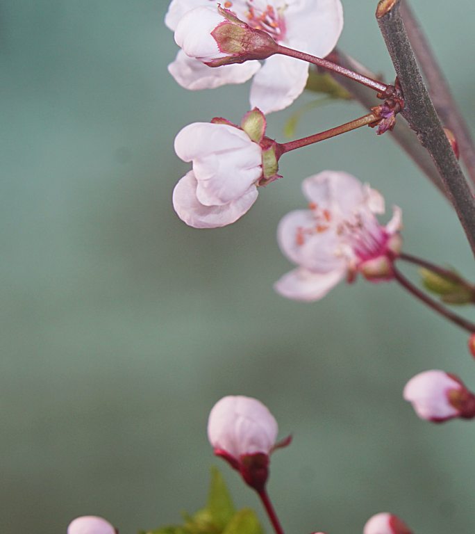 竖画幅紫叶李开花延时