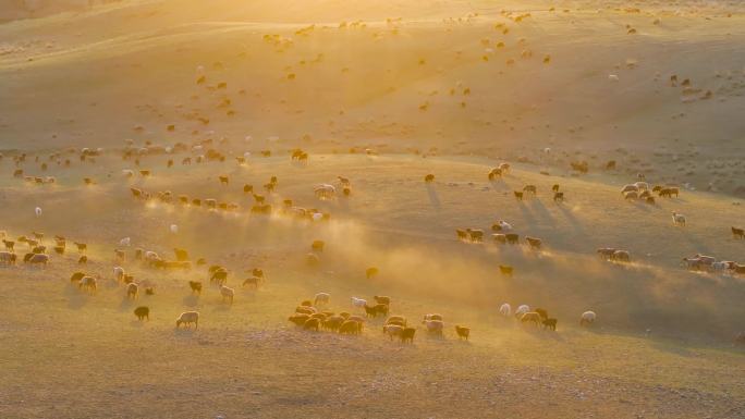 4K航拍新疆萨尔布拉克草原夕阳下的羊群