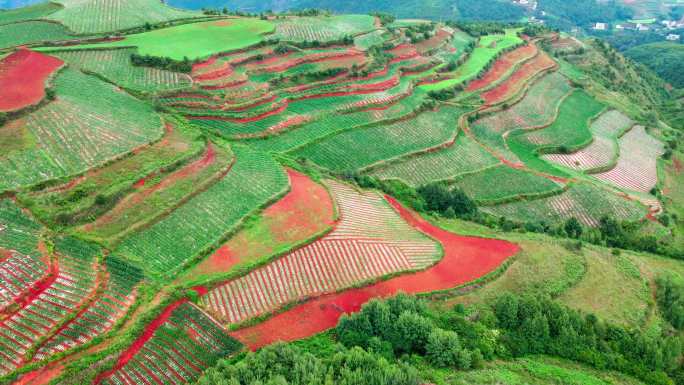 梯田山川云南红土地古龙树航拍