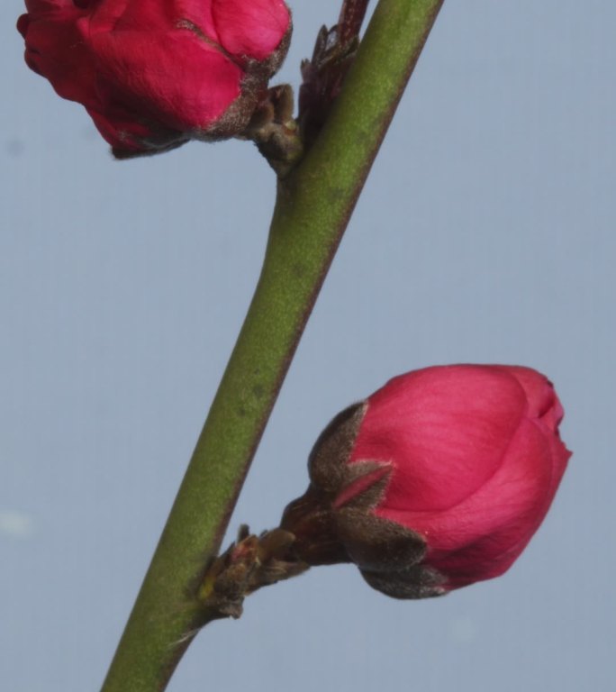 竖画幅红梅开花延时