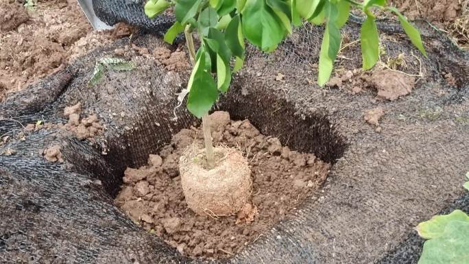 树木种植 栽水果树 浇水施肥 树苗 松土