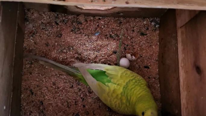 孵化母鹦鹉处理未成活率的臭蛋