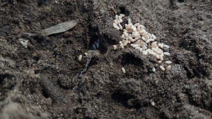 繁忙的蚂蚁，搬运卵的蚂蚁，凝聚力