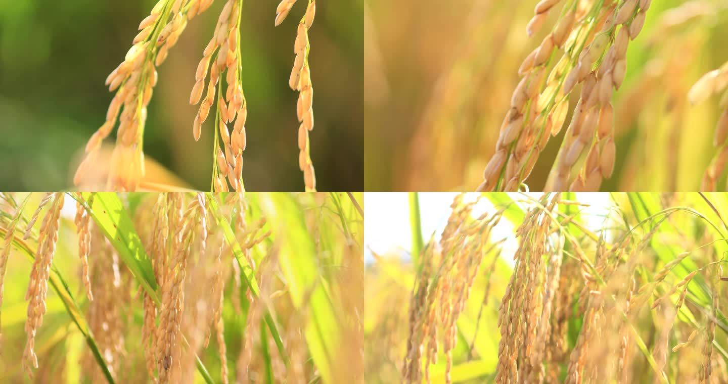 稻谷谷穗水稻农业大米丰收稻田农民增收