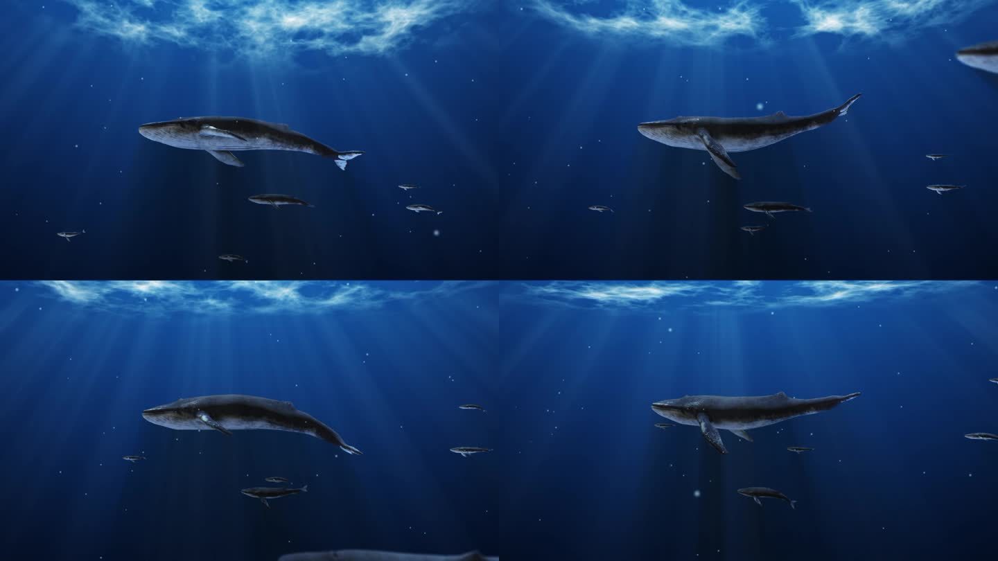 水下鲸鱼群