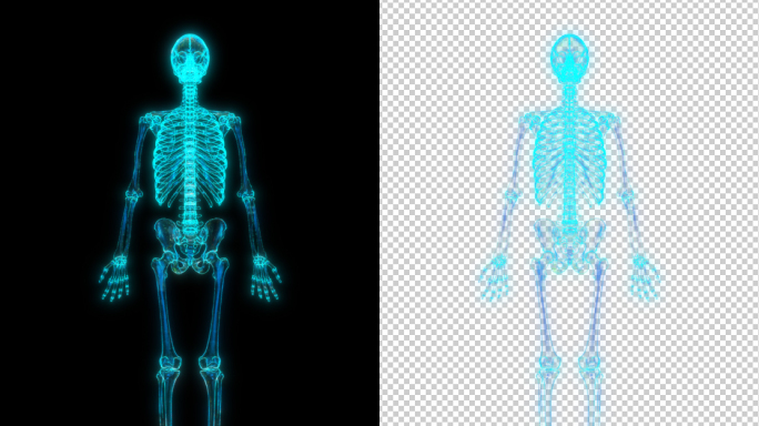 人类骨骼全息影像（带透明通道）