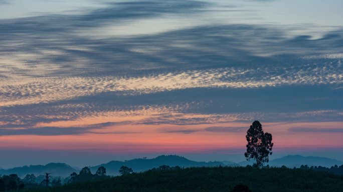 一棵小树在夕阳无限好中