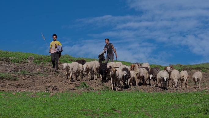 4k高原上放羊的牧民