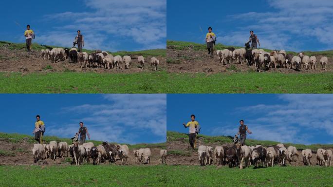 4k高原上放羊的牧民