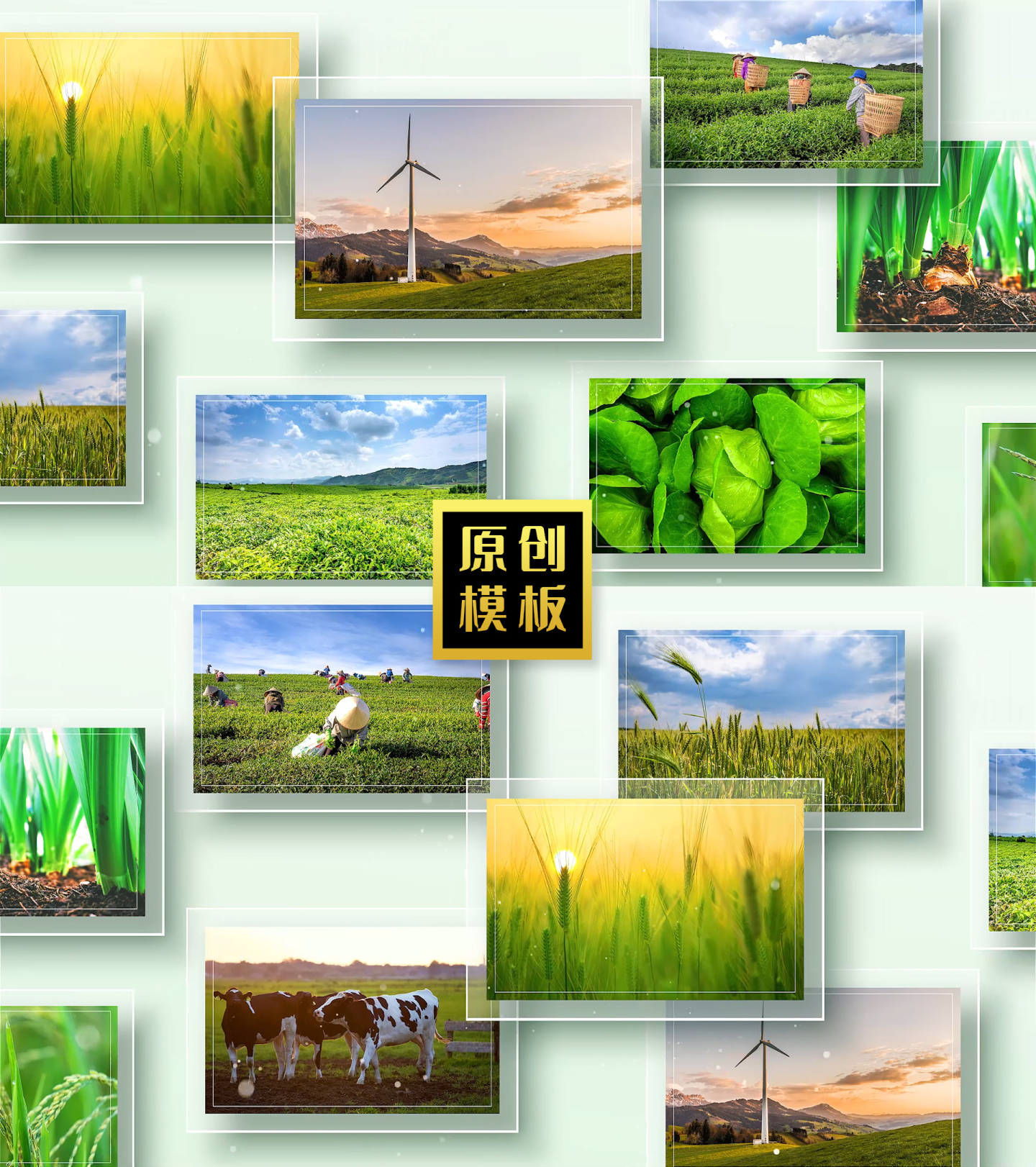 绿色多图生态照片墙横移ae模板