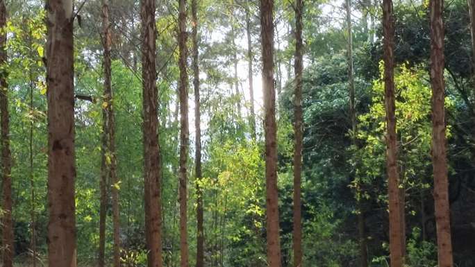 速风按树成长 雨林热带雨林丛林 植物绿植