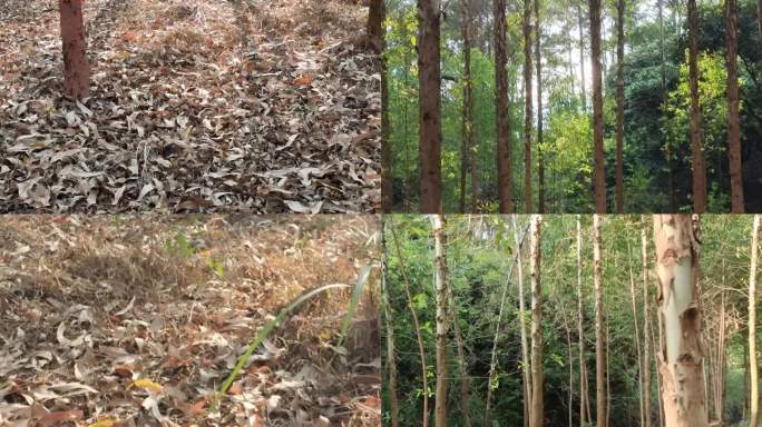 速风按树成长 雨林热带雨林丛林 植物绿植