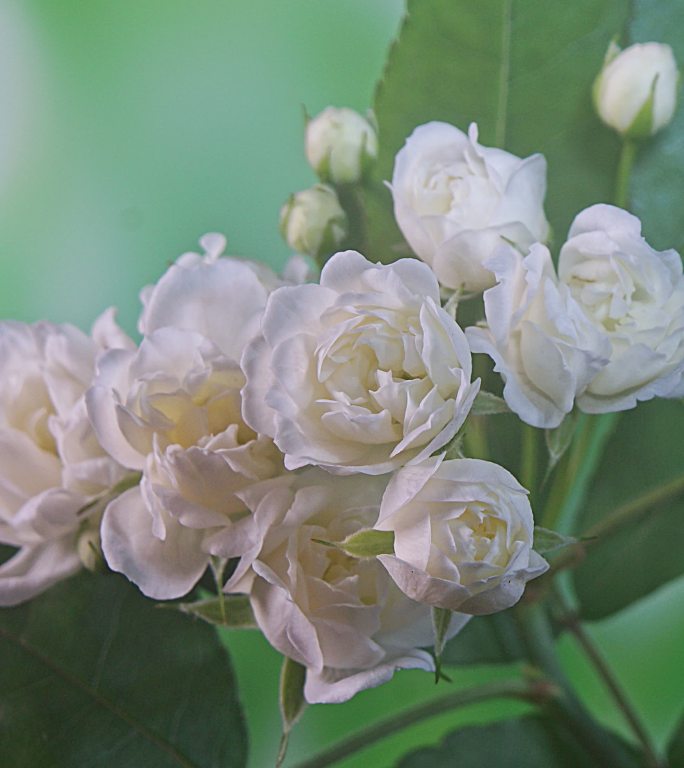 竖画幅野蔷薇开花延时