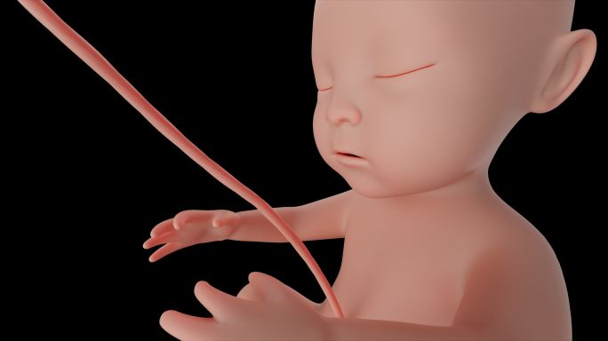 胎儿生长发育子宫内部孕育生命