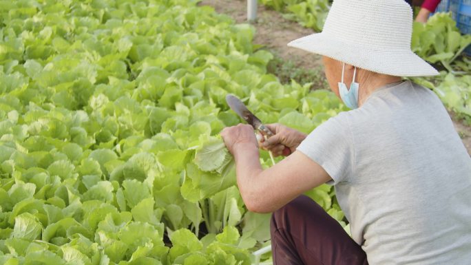 大棚蔬菜青菜绿色健康农业种植采摘收割4K