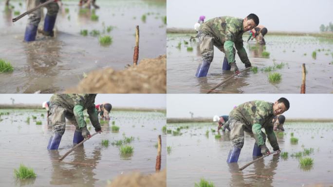 水稻苗