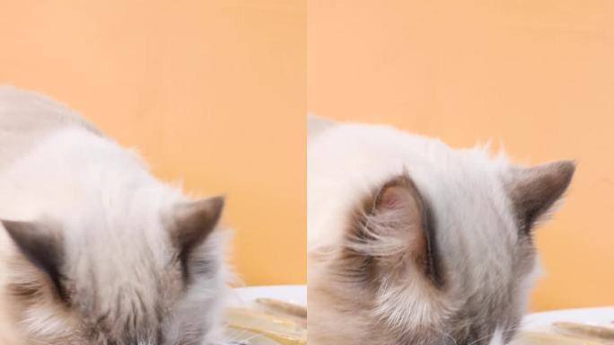 宠物布偶猫在桌上吃鳕鱼条零食竖版吃饭画面