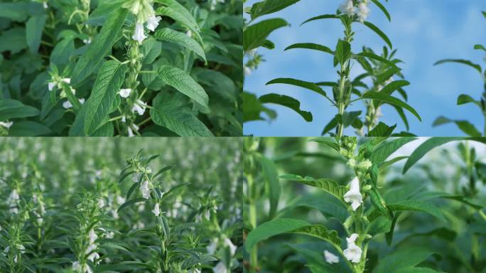 芝麻夏日生长开花视频素材