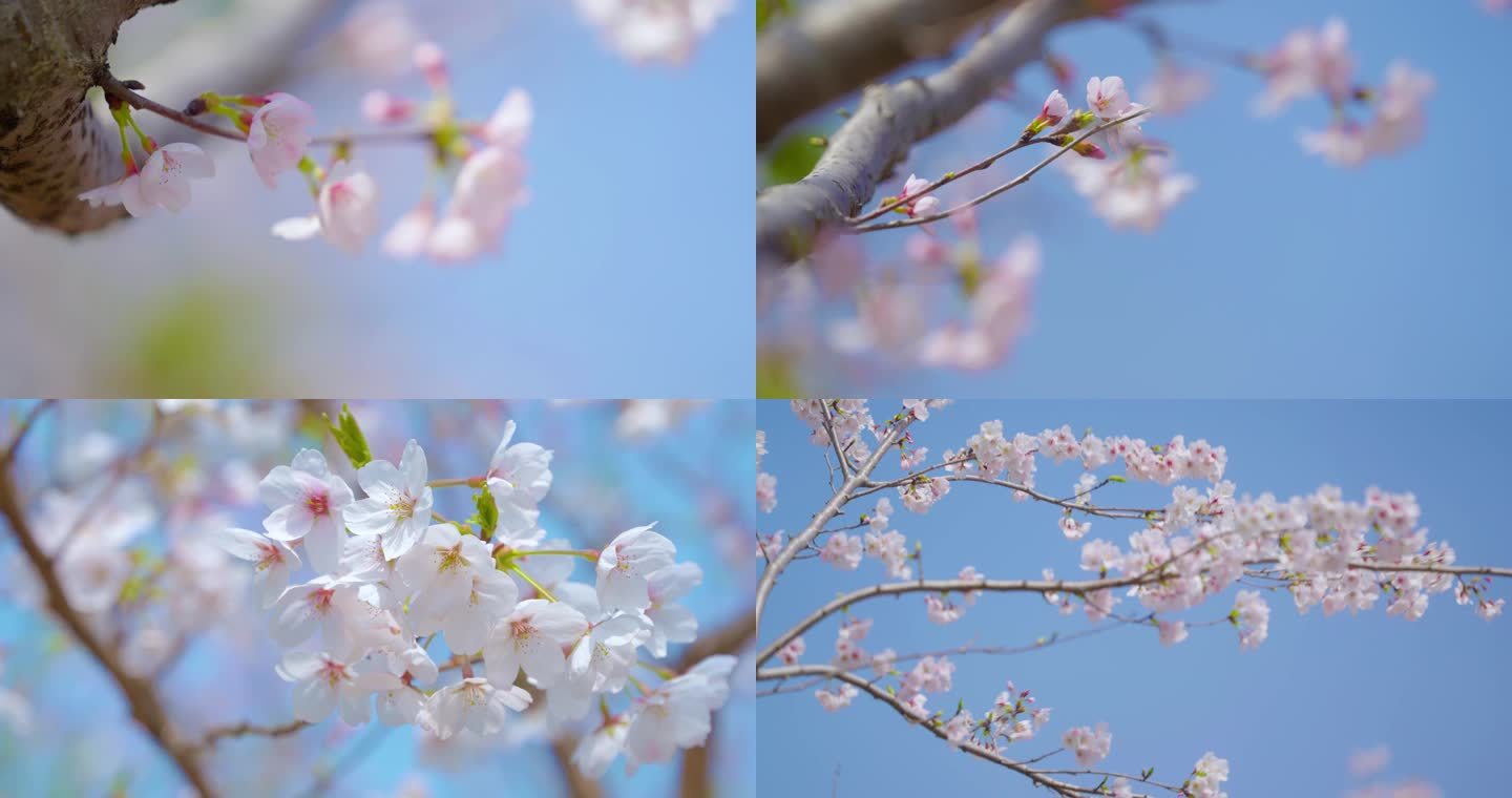 樱花初开的季节