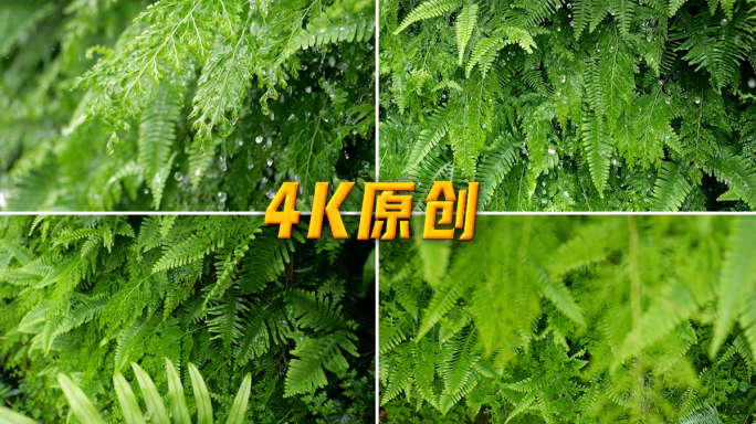 绿色蕨类植物