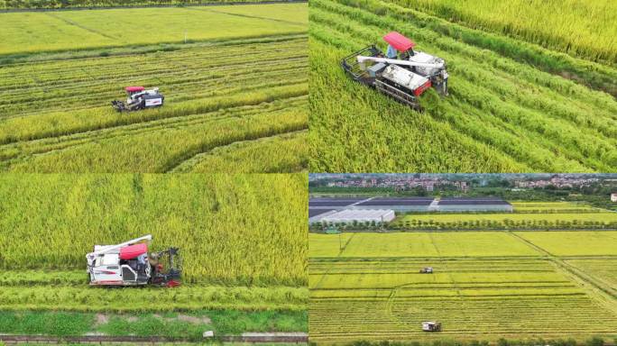 增城丝苗水稻收割#丰收