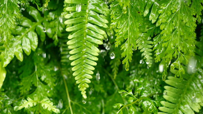 下雨天绿色草本蕨类植物