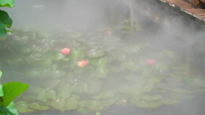 睡莲 水生植物 莲花 水莲 水莲花