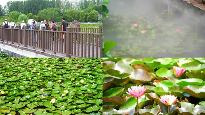 睡莲 水生植物 莲花 水莲 水莲花