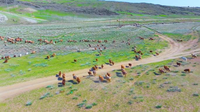 4K航拍新疆萨尔布拉克草原的羊群
