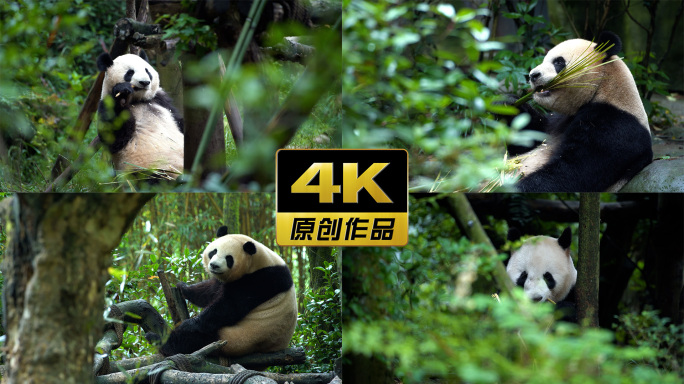 【4K合集】国宝大熊猫团子可爱吃竹子