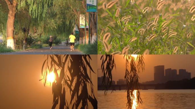 河边夕阳水边柳树遛弯跑步骑行通州大运河
