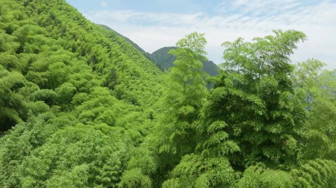 大自然生态环境竹山竹海竹林浙江安吉航拍