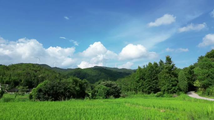 稻田  水稻   农田   谷粒